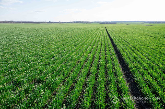 Посіви озимої пшениці за no-till